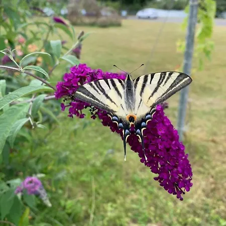 Pensionat Weinbergs Loge Ernst